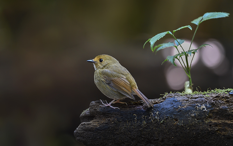 Rufous-browed Flycatcher (Anthipes solitaris) at Da Lat Bird Hides - Southern Vietnam. Photo by: Bui Duc Tien - Vietnam Bird Photography Tours - Vietbirdphototours.com